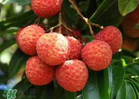 荔枝為什么要泡在水里？荔枝泡鹽水多久？