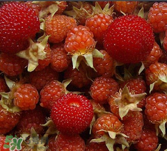 刺泡是山莓嗎？刺泡和山莓的區(qū)別