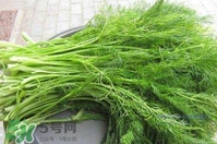 茴香菜什么時候種？茴香菜什么季節(jié)吃