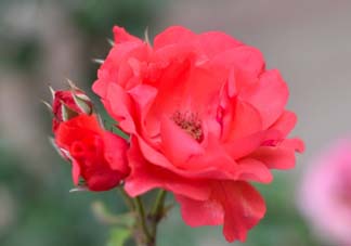 小滿(mǎn)開(kāi)什么花？小滿(mǎn)節(jié)氣開(kāi)的植物