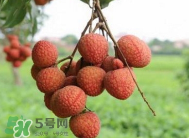 白糖罌和妃子笑哪個好吃？妃子笑和白糖罌的區(qū)別