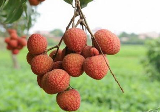 白糖罌和妃子笑哪個(gè)好吃？妃子笑和白糖罌的區(qū)別