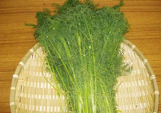 茴香菜什么時候種？茴香菜什么季節(jié)吃