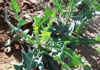 苦菜怎么保存？苦菜怎么保存時(shí)間長？