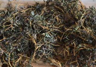 苦菜可以曬干嗎？苦菜怎么曬干？