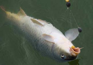 端午節(jié)好釣魚(yú)嗎?？端午節(jié)可以釣魚(yú)嗎？