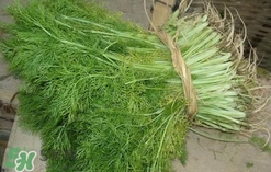 茴香菜是酸性還是堿性？什么人不能吃茴香菜