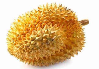 金枕頭和貓山王哪個好？金枕頭和貓山王的區(qū)別