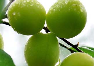 青梅可以直接吃嗎？剛摘下的青梅可以直接吃嗎?？