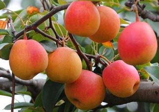 五月份有梨嗎？農(nóng)歷5月的梨能吃嗎？