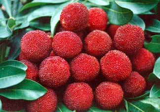 五月份有楊梅嗎？五月份的楊梅能吃嗎？