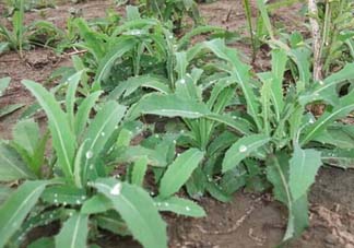 苦菜多少錢一斤？苦菜多少錢一斤2017？