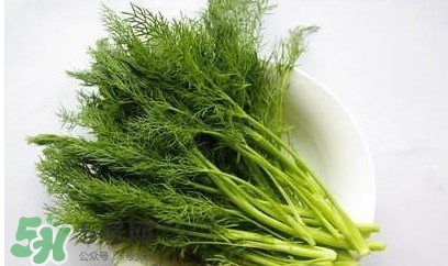 茴香菜怎么做好吃？茴香菜怎么炒好吃