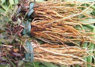 苦菜根能吃嗎？苦菜根的功效與作用