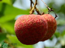 掛綠荔枝為什么那么貴？為什么掛綠荔枝這么貴？