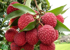 掛綠荔枝為什么那么貴？為什么掛綠荔枝這么貴？