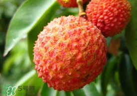 吃荔枝被酒駕怎么辦？吃荔枝酒駕是真的嗎？