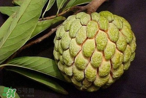 釋迦果怎樣催熟？釋迦果怎么判斷熟沒熟？