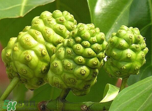 釋迦果怎樣催熟？釋迦果怎么判斷熟沒熟？