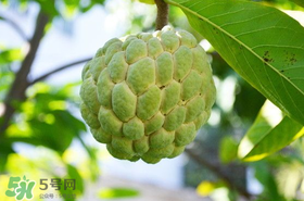 釋迦果怎么保存？釋迦怎么保存時(shí)間長(zhǎng)？