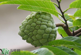 釋迦果怎么保存？釋迦怎么保存時(shí)間長(zhǎng)？