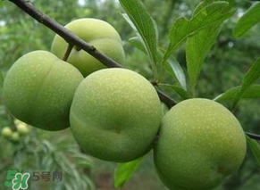 青李子怎么腌制？青李子怎么快速腌制？