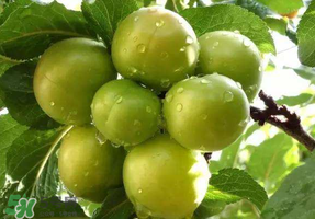 青李子怎么腌制？青李子怎么快速腌制？