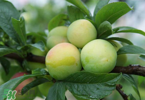 青李子怎么腌制？青李子怎么快速腌制？