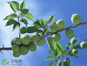 哪些人不能吃青梅？青梅的禁忌