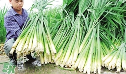 茭白是什么菜？茭白是什么植物