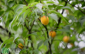 哪些人不能吃青梅？青梅的禁忌