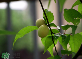 哪些人不能吃青梅？青梅的禁忌