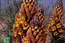 肉叢蓉怎么吃補(bǔ)腎？肉蓯蓉的食用方法