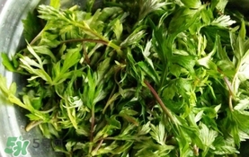 艾葉是什么植物？艾葉和艾草是一回事嗎？