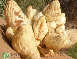 肉叢蓉怎么吃補(bǔ)腎？肉蓯蓉的食用方法