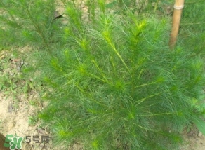 豬毛菜怎么做好吃？豬毛菜怎么吃好吃