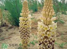 肉叢蓉怎么吃補(bǔ)腎？肉蓯蓉的食用方法