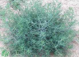 豬毛菜怎么做好吃？豬毛菜怎么吃好吃