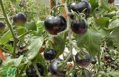 黑番茄是轉(zhuǎn)基因嗎？黑番茄是轉(zhuǎn)基因食品嗎