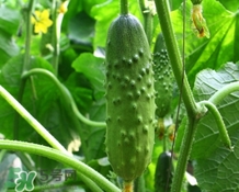 黃瓜敷臉可以美白嗎？黃瓜敷臉美白效果好嗎？