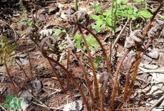 猴腿菜怎么腌制?猴腿菜腌制的做法 猴腿菜怎么腌制?猴腿菜腌制的做法