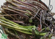 猴腿菜怎么腌制?猴腿菜腌制的做法 猴腿菜怎么腌制?猴腿菜腌制的做法