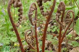 猴腿菜和蕨菜的區(qū)別_猴腿菜和蕨菜哪個(gè)好吃