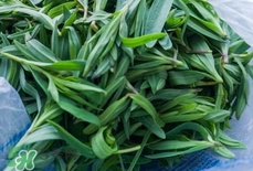 山馬菜是什么菜?山馬菜長什么樣子? 山馬菜是什么菜?山馬菜長什么樣子?