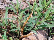 山馬菜是什么菜?山馬菜長什么樣子? 山馬菜是什么菜?山馬菜長什么樣子?