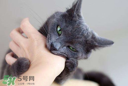 被貓抓傷會(huì)得狂犬病嗎？被貓咬了會(huì)得狂犬病嗎