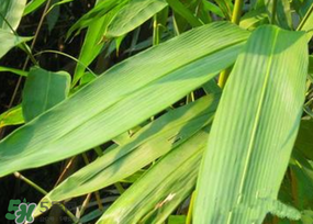 粽葉多少錢一斤 干粽葉多少錢一斤 粽葉多少錢一斤 干粽葉多少錢一斤