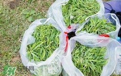 山苜楂是什么菜?山苜楂長什么樣子? 山苜楂是什么菜?山苜楂長什么樣子?