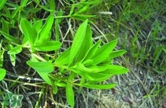 山苜楂是什么菜?山苜楂長什么樣子? 山苜楂是什么菜?山苜楂長什么樣子?