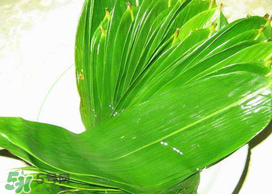 粽葉有幾種？粽葉哪種好？